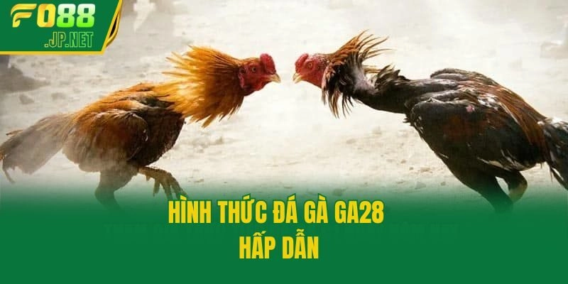 Hình thức đá gà GA28 hấp dẫn