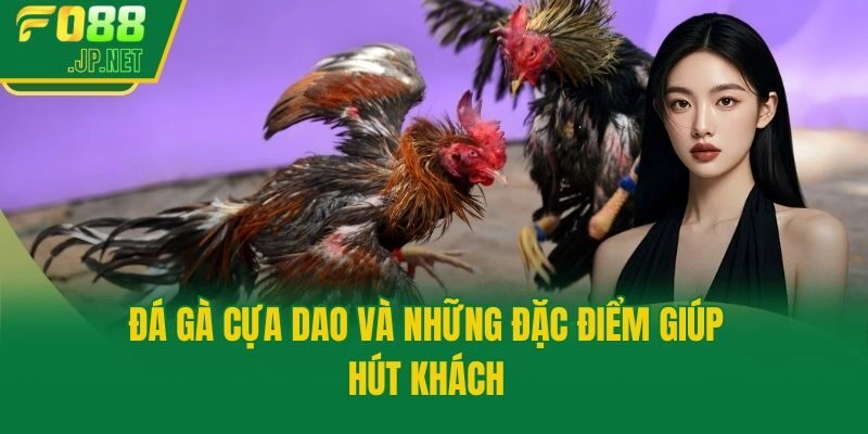 Đá gà cựa dao và những đặc điểm giúp hút khách